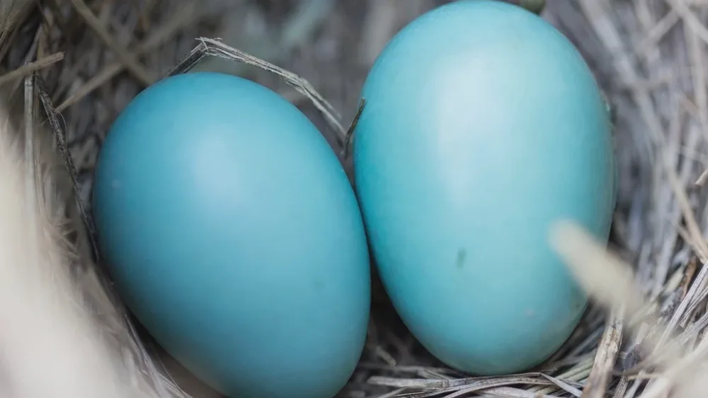 Deux œufs bleu turquoise en gros plan au creux d'un nid de paille