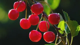 Grappe de cerises rouges brillantes sur une branche feuillue