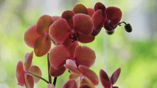 Grappe d'orchidées rouge cuivré en fleur, fond vert lumineux et flou
