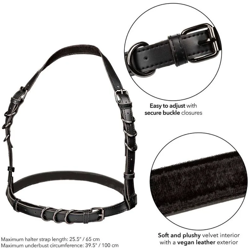 Gode Euphoria Harnais Boucle Licol Noir Calexotics