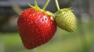 Fraise rouge brillante et fraise encore verte suspendues à leur tige, fond de jardin flou